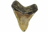 Fossil Megalodon Tooth - North Carolina #221819-2
